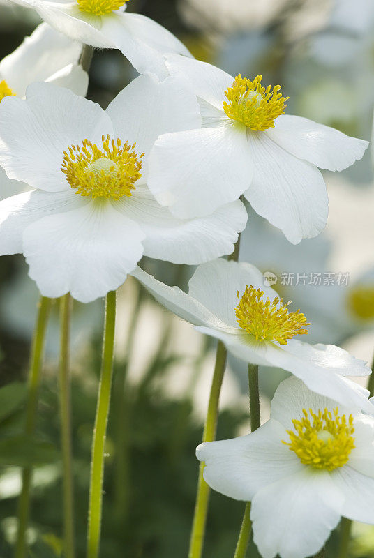 雪莲银莲花(银莲花sylvestris) -十二